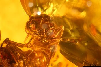 Media type: image;   Entomology PALE-26868